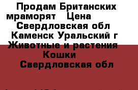 Продам Британских мраморят › Цена ­ 3 000 - Свердловская обл., Каменск-Уральский г. Животные и растения » Кошки   . Свердловская обл.